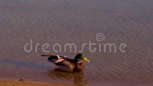 野鸭在河中游泳视频的预览图