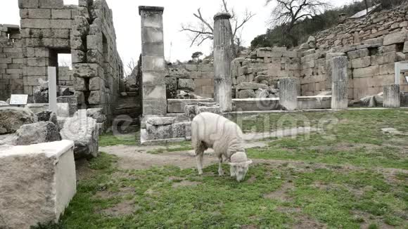 古庙废墟中的神的羔羊视频的预览图