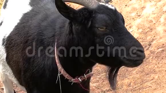 一只可爱的黑山羊在看摄像机视频的预览图