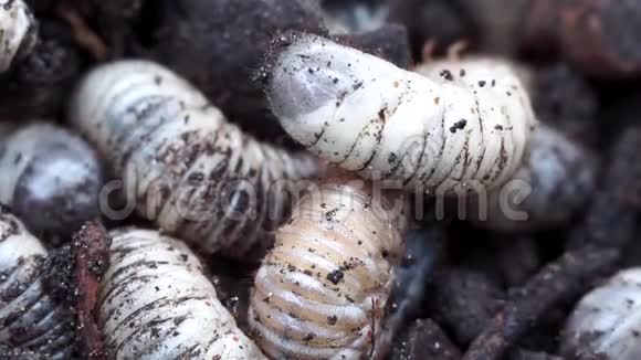 白虫特写宏观可能虫幼虫在地面视频的预览图