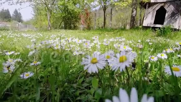 蜜蜂采白菊花花粉视频的预览图