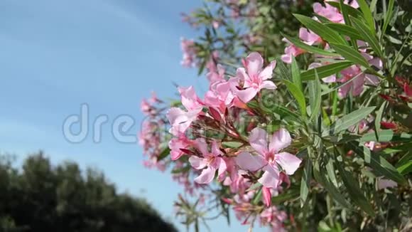 美丽的粉红色花朵和蓝天视频的预览图