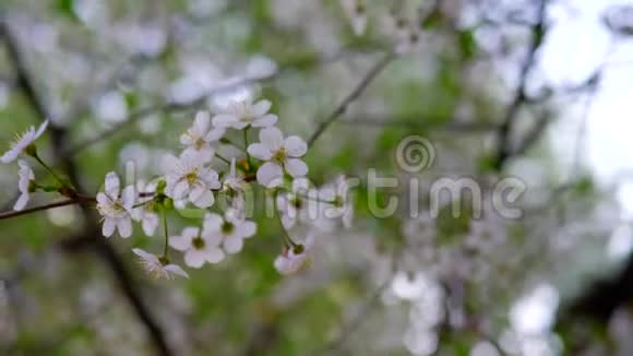 一棵樱桃树上开着白花春日视频的预览图