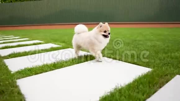 一只可爱的奶油色小宠物正在草地上的一块大瓷砖上奔跑视频的预览图