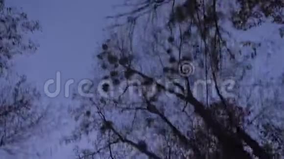 在傍晚的蓝天背景下快速移动的树木和鸟类的顶部拍摄视频的预览图