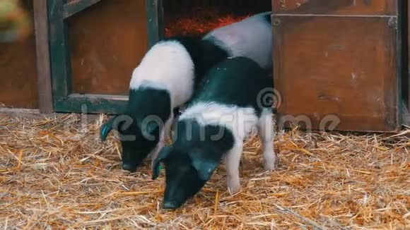 三只有趣的黑白猪在农村院子里的婴儿床附近散步玩耍视频的预览图