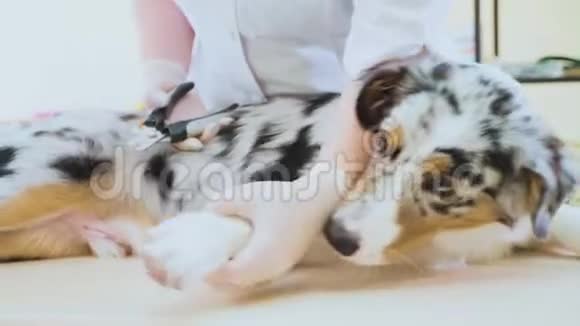 狗指甲修剪兽医在兽医诊所割狗爪视频的预览图