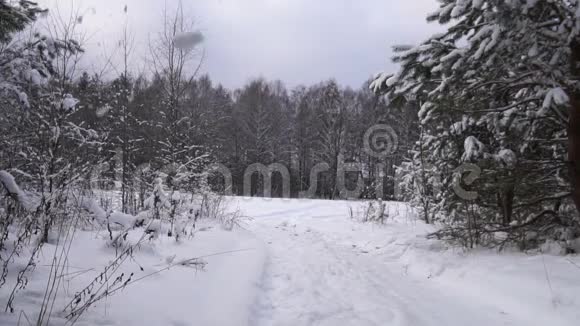 雪球缓慢地落在森林背景上视频的预览图