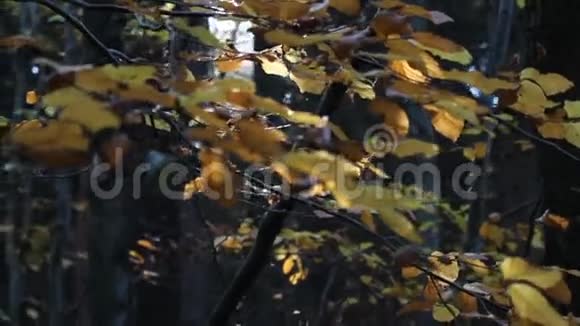 金色缤纷秋假枝头视频的预览图