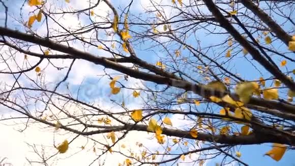 天空阴云密布的落叶树视频的预览图