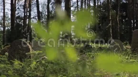 森林中被遗弃的伊斯兰墓地的恐慌镜头草木生长在树林中的坟墓上视频的预览图