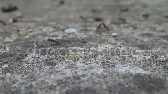 亚马逊蚂蚁在他们的道路上与Formica蚂蚁战斗视频的预览图