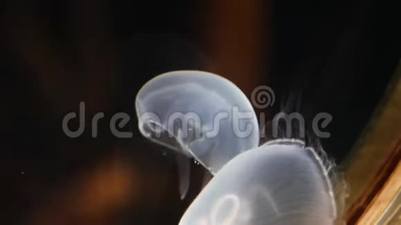 两只小水母生活方式水中的白色小水母视频的预览图