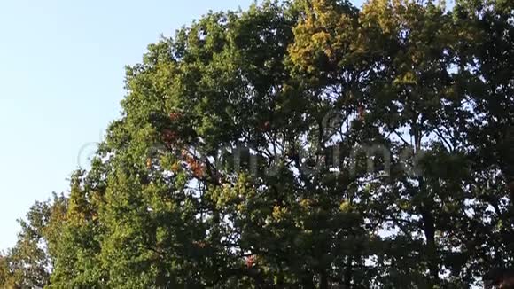 秋天的树从天空看草视频的预览图