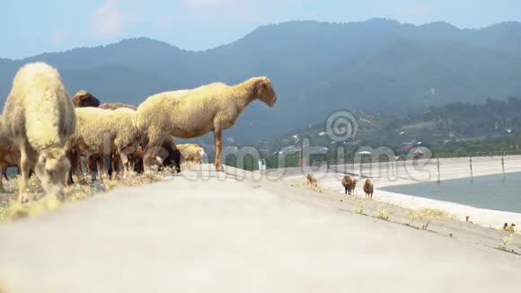 群羊吃草以山和水盆为背景令人惊叹的田园风光和成群的视频的预览图