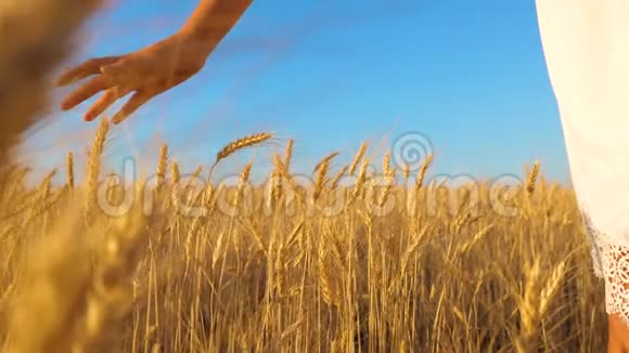 环保小麦收获穿着白衣服的女孩去熟小麦地女孩的手触摸成熟的视频的预览图