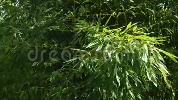 竹节竹叶属中风摆动4K视频的预览图
