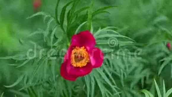 牡丹赤红花春风4K视频的预览图