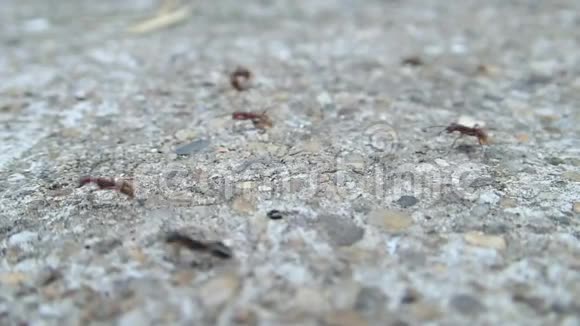 亚马逊蚂蚁在他们的道路上与Formica蚂蚁战斗视频的预览图
