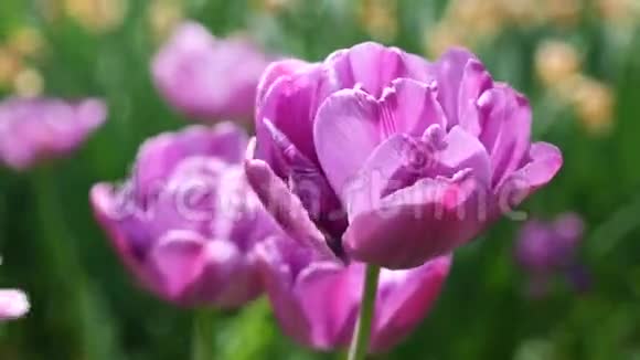 紫郁金香花中春风蓝钻石杂交4K视频的预览图