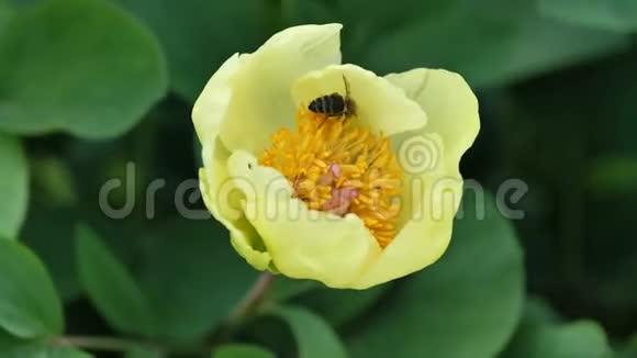 蜜蜂在金色牡丹花上采集花粉在温和的春风中4K视频的预览图