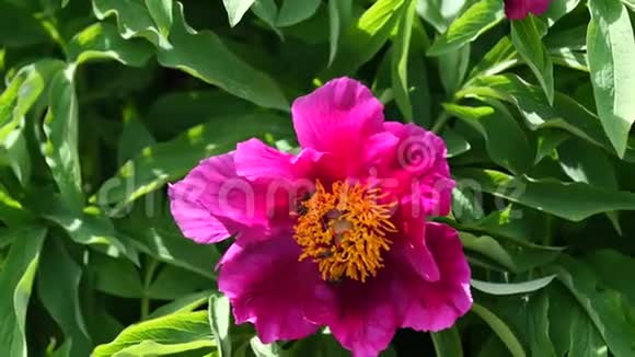 粉红至紫牡丹花芍药蜜蜂采花粉4K视频的预览图