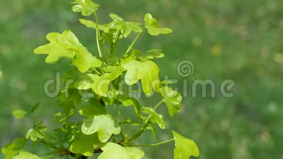 浅绿色的美国甜菊树春叶温和微风4K视频的预览图