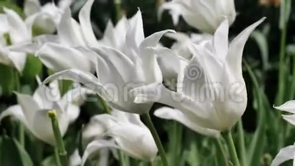 中度春风中的白色装饰性杂交郁金香札幌视频的预览图