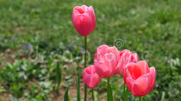 曼顿杂交的粉红色郁金香花在温和的春风中轻轻摇动4K视频的预览图