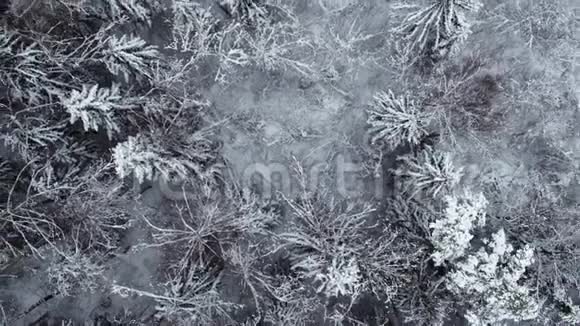 冬季白雪覆盖的森林在白天空中俯瞰视频的预览图