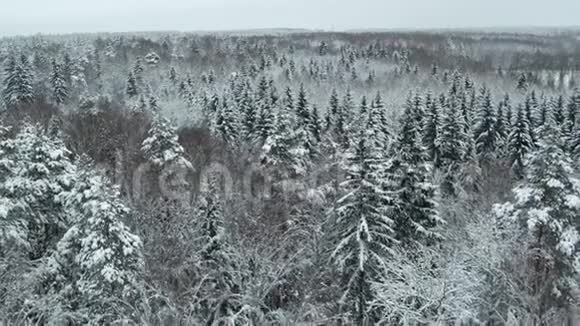 冬季白雪覆盖的森林在白天空中俯瞰视频的预览图