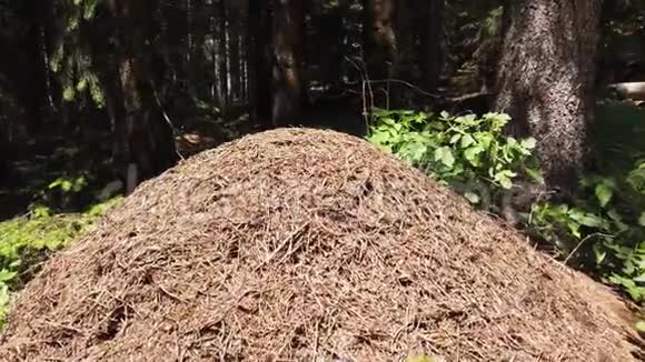 意大利阿尔卑斯山松林中的大蚁丘视频的预览图