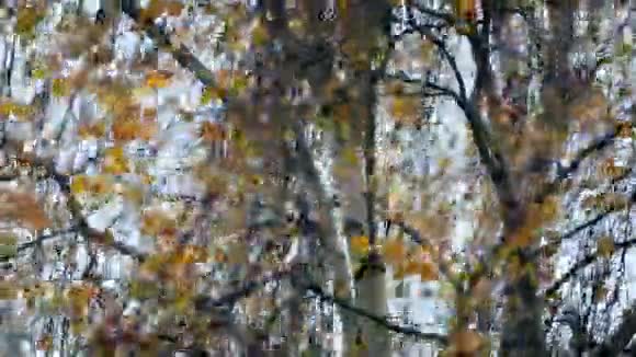 多彩叶风暴风岩树视频的预览图