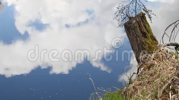 云层天空和树干的水反射视频的预览图