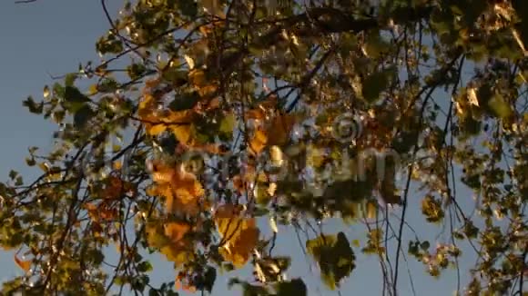 秋天在傍晚太阳下的桦树枝视频的预览图