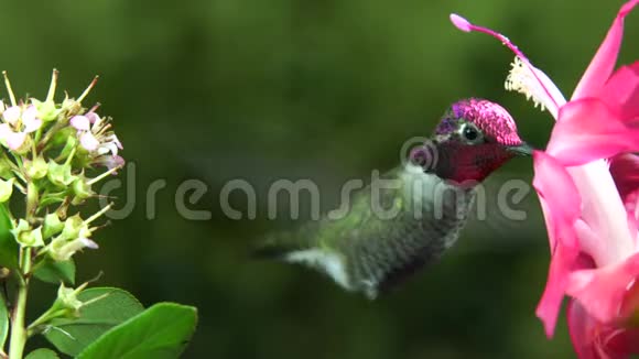 雌雄蜂鸟轮流开粉红色花视频的预览图