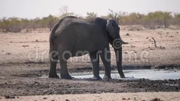 纳米比亚EtoshaNP水洞的大象视频的预览图