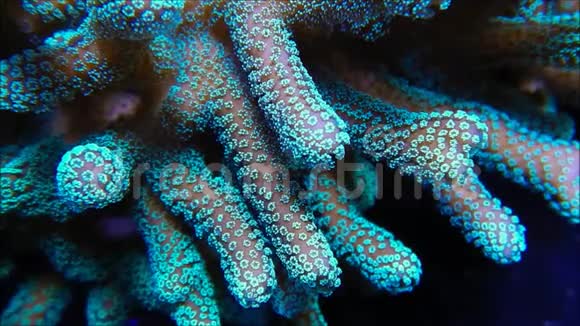 苦参珊瑚视频的预览图