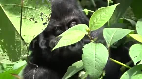 一只小大猩猩在Bwindi难以穿透的森林里觅食视频的预览图