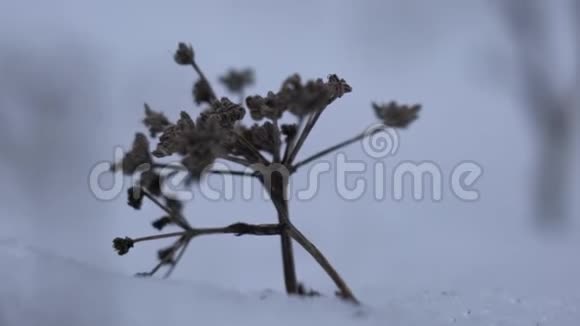 白雪背景下的干植物视频的预览图