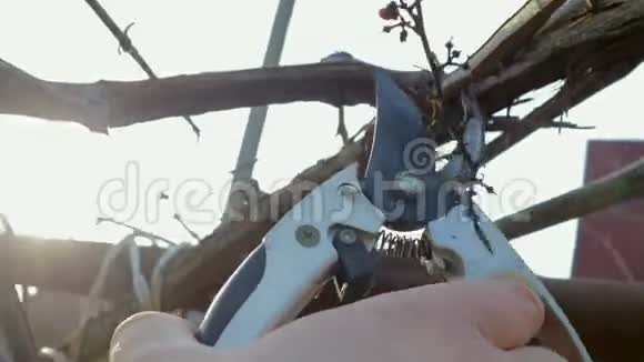 农夫手里拿着一把剪子砍下果园里藤蔓或树木的枯枝视频的预览图