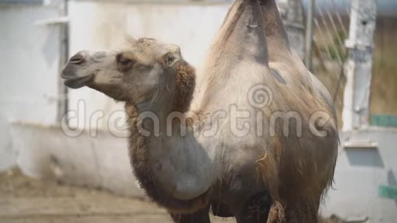 骆驼站立的肖像视频的预览图