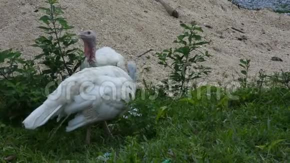 户外草地上的白色火鸡大型鸟类散步寻找食物视频的预览图