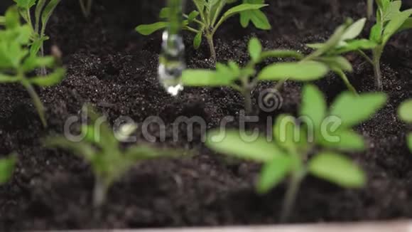 温室里的幼苗浇水园丁慢动作特写镜头水流落在绿芽上是视频的预览图