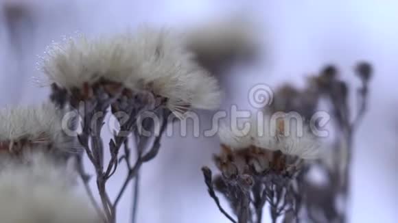 冬季雪下冻花干燥的植物与雾接近视频的预览图
