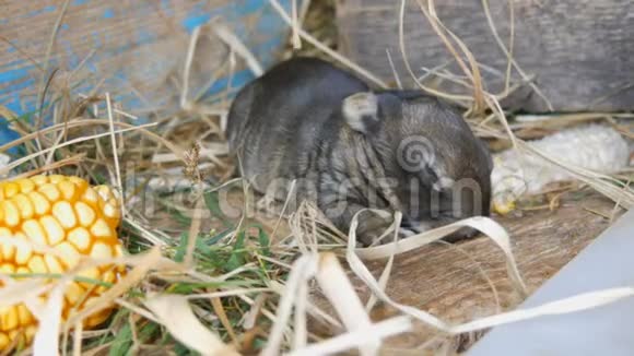 小三天刚出生的盲兔在笼子里阳光下行走视频的预览图