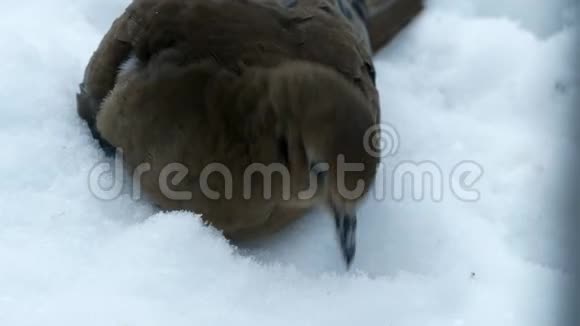 美国的哀悼鸽子zenaidamacroura或雨鸽觅食在雪视频的预览图