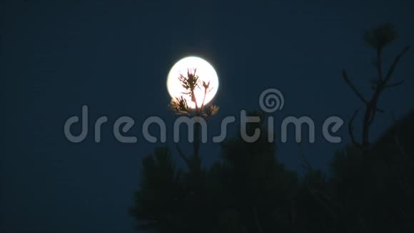 月亮背景上的树视频的预览图