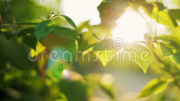 清晨的绿叶美丽阳光的全景视频的预览图