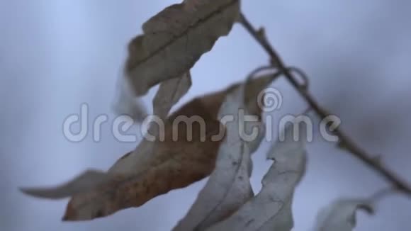 在寒冷的冬日枯冻的树叶裸露的树枝视频的预览图